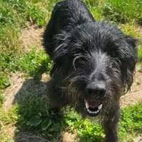 ROSY, chienne à adopter