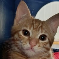 OLEG, chat à adopter