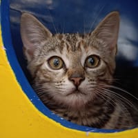 BEE, chatte à adopter