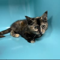 BABELLE, chatte à adopter