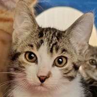 GRIBOUILLE, chatte à adopter