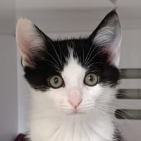 LUCETTE, chatte à adopter