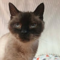 MINA, chatte à adopter
