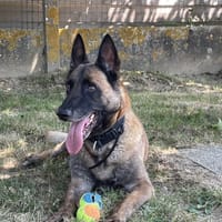 JUNIOR, chien à adopter