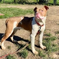 Arnaud PAA24131, chien à adopter