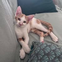 LEVI, chaton créole mâle, chat à adopter