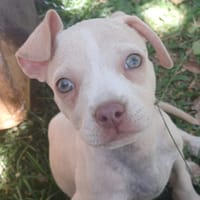 CAMELYA, chiot femelle croisée Bouledogue Français, chienne à adopter