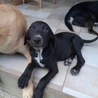 NERA, chiot femelle croisée braque, chienne à adopter