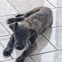 OLLIE, chiot femelle Berger Créole, chienne à adopter