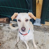 HAWAII, Femelle junior Berger créole, chienne à adopter