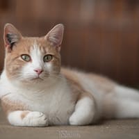 TIBISOU, chat à adopter