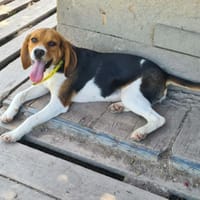 AYA, chienne à adopter
