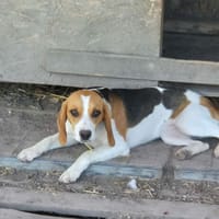 ALICE, chienne à adopter