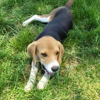 ARIBO, chien à adopter