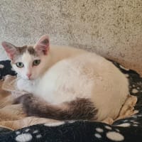 TESS, chatte à adopter