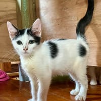 ERENE, chaton femelle type européen, chatte à adopter