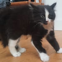 Uku, chat à adopter
