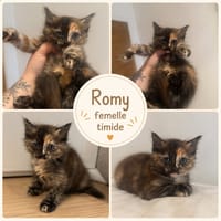 Romy, chatte à adopter