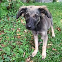MAHE, chiot mâle Berger Créole, chien à adopter