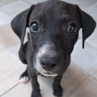 NÉVÉ, chiot femelle croisée braque, chienne à adopter