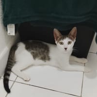 TWIX , chaton mâle type européen, chat à adopter