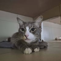 Venus, chat à adopter