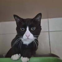 Elesse, chat à adopter