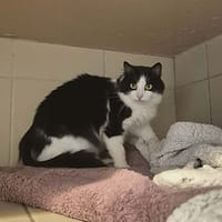 Alpra, chatte à adopter