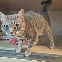 Clomi, chatte à adopter
