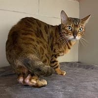 Simone, chatte à adopter