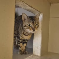 Ponyo, chatte à adopter