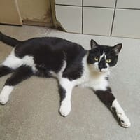 Ezria, chatte à adopter