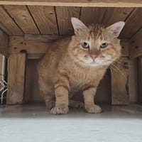 Ozrak, chat à adopter