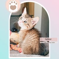ARTHUR, chat à adopter