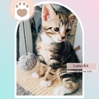 LANCELOT, chat à adopter