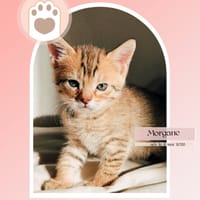 MORGANE, chatte à adopter