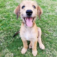 Youpi, le joyeux, chien à adopter
