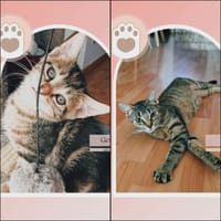 GENIEVRE et ZOE, chatte à adopter