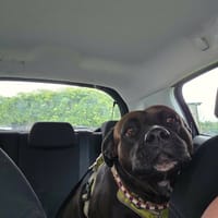 Paty, la douce, chienne à adopter