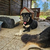 Sparky, chien à adopter