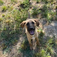 Lailo, chien à adopter