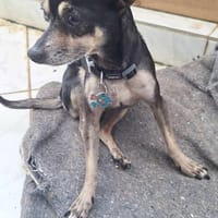 Ziggy, petit chien parfait, chien à adopter