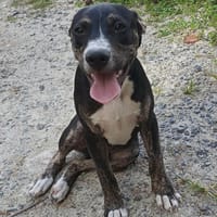 Darwin, bébé câlin, chien à adopter