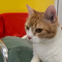 ✨️ MACHU ✨️ 🐱, chat à adopter