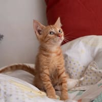 ✨️ NIRO ✨️ 🐱, chat à adopter