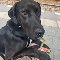 Jeca - lieb & menschenbezogen auf PS, Hund zur Adoption