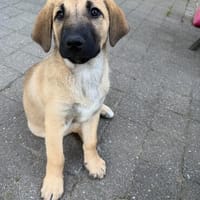 Vermittlungshilfe für Maja, Hündin zur Adoption