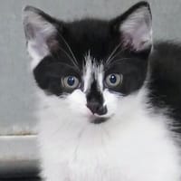 Katzenkind Pocahontas, Katze zur Adoption