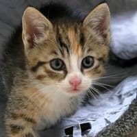 Katzenkind KAJA, Katze zur Adoption