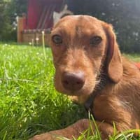 Harvati, noch etwas schüchtern, Hündin zur Adoption
